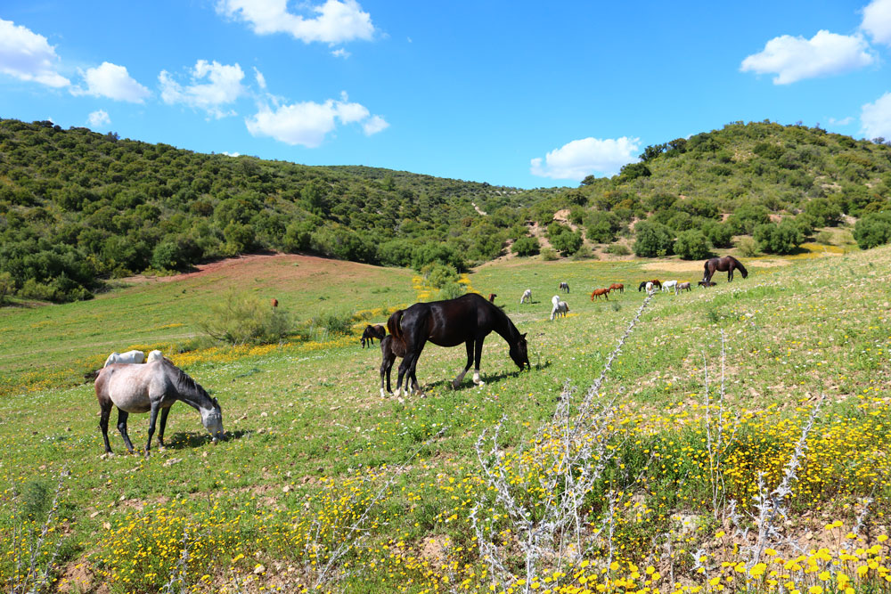 La Cañada del Robledo